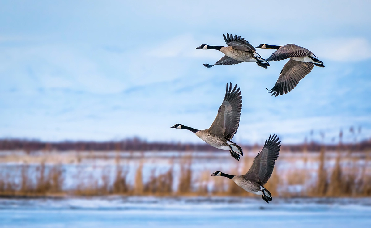 Chasse aux oiseaux sauvages