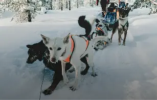 dog-sledding