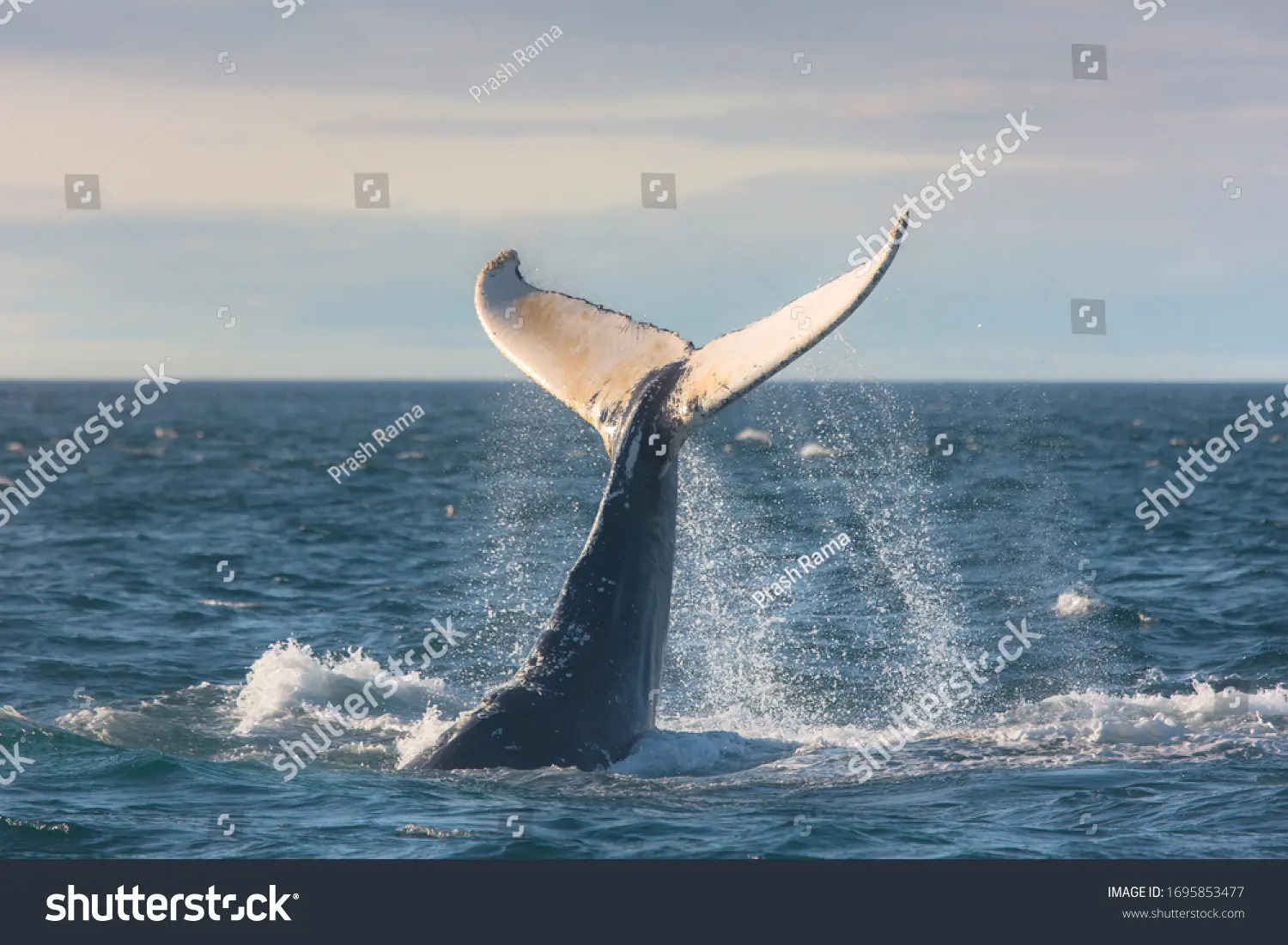 whale-watching